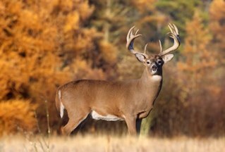 We are just some Good Ole' Boys that love to hunt and fish.  If you are the same way contact us.