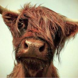 VivoVegan's profile picture. Una vegetariana alla ricerca di una dieta eticamente corretta.