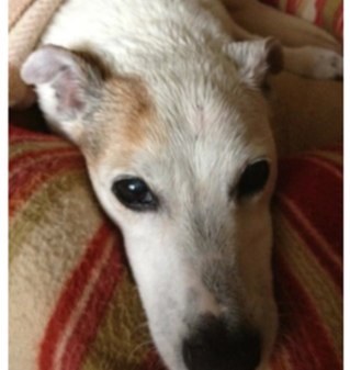 Hi iam harry. I am officailly @nathanthewanted's DOG