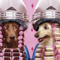 Hospital veterinario, estética canina y  tienda  para  mascotas.