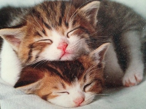 celiwengler's profile picture. Apple Goods Freak。Celibidache&井上道義の🎵と、熟成タイプの美味い🍶、麦芽100%の🍺、ヨーチン味の🥃に嵌っているただの酒飲み。