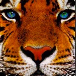 Living through the cultural revolution; Advocate for children and animals; Based; 1776 enthusiast;