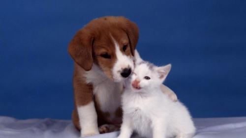 At Pets2love Store you'll find more than 5000 supplies for your dog, cat, bird or fish, like food, health stuff, cages, collars and other accessories.
