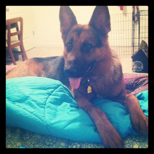 BadA$$ German Shepard. I like doing hood rat things with my friends in Copper Beech! 
Things i do in my spear time...Drink out of the toilet....I LOVE TOYS
