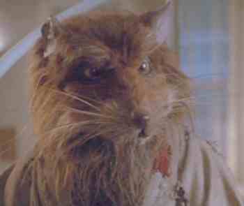 Im Next mutation Splinter, I have 4 Son, they are Leonardo, Donatello, Raphael, Michaelangelo. Rp account.