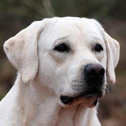 Breeding & Training Labrador Retrievers. Providing genetically sound, selectively bred Labs to service dog schools across the U.S.