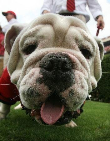 Georgia Bulldawg fanatic.#Conservative, #Christian, #GoDawgs #MAGA, #Trumptrain, #1A, #2A, #NRA, #Buildthewall, #AmericaFirst, #BacktheBlue, #SupportourMilitary
