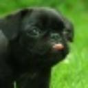 perro (@perrogarronero) Twitter