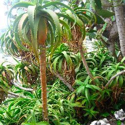 Plants, flowers, music, happenings