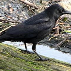 Dedicated to annoying StFX students since 1853;

Favourite Actor: Russell Crowe;

Favourite Bar: Split Crow;

Favourite Quote: Caw Caww Cawww!.. Caw?