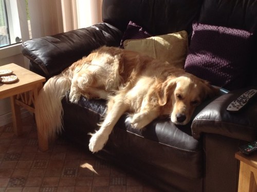 Golden Retriever, likes walks, food, playing and sleeping...