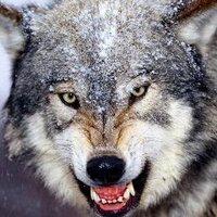 Mohammad_96 (@spooky_m7) 's Twitter Profile