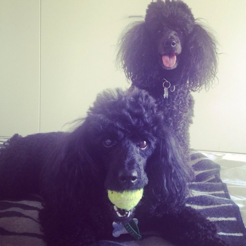 We are Rubix and Olafur, two cheeky flying poodles. We love going to the park and the beach, eating dad's socks, playing fetch and sitting for treats.