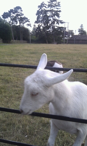 That is not a picture of me. I am not a goat.
