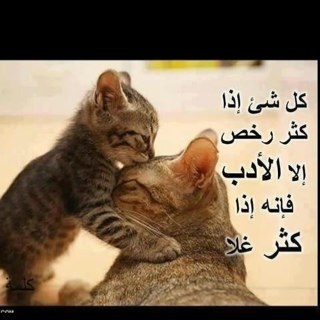 said_tariq's profile picture. 