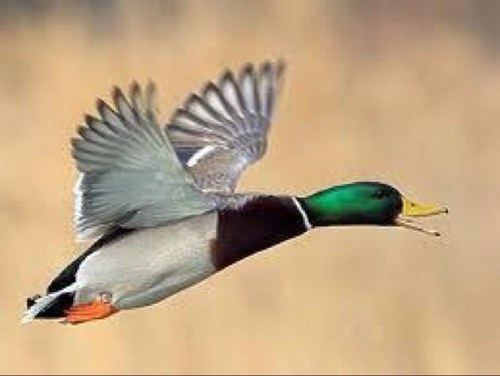 BartBerends's profile picture. 