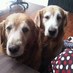 Profile Picture of Travis 'n' Bogart (@TravisandBogart) on Twitter