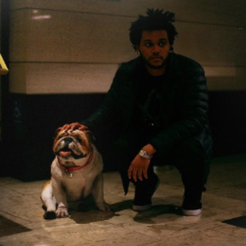 theweekndxoxxo's profile picture. I'm Hard To Digest (If i'm high i'll follow back, maybe) *This is a parody account*