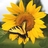 88Amoon's profile image