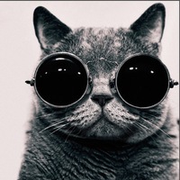 dashazastavlyae's profile picture. 