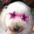 TickledPinkTeri's profile image