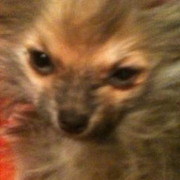 moxycomasta's profile picture. 