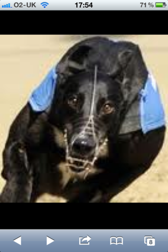 big chelsea fan love greyhounds had some great nights with pinpoint and blingbling
