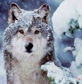 i live in san francisco california and i love music. especially One Direction. my favorite colors are neon, black and metallic colors. im hyper. i like wolves