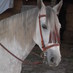C.Ecuestre La Huella (@centrolahuella) Twitter profile photo