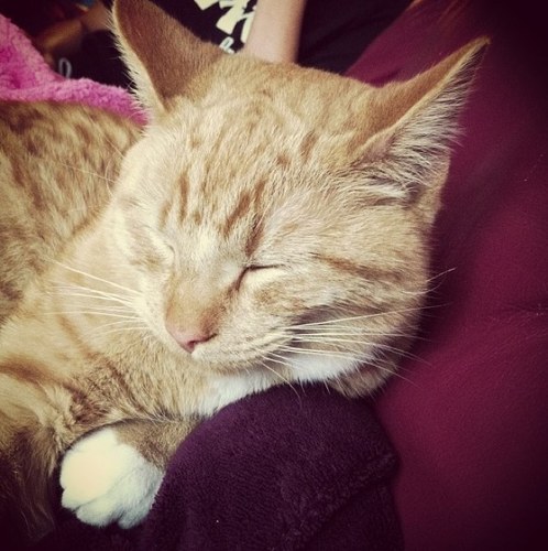 Jake_TheCat's profile picture. I love long naps on the couch and watching the history channel with my friends. Meow.