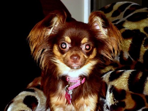 LilGidgie's profile picture. 