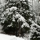 Eileen Currie - @overcome52 - Twitter