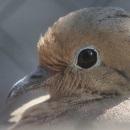 Director of Development Los Angeles Audubon