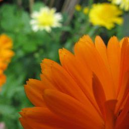 60a60Liz's profile picture. I tell stories through animation, film, and drawing. Also grow my own food!