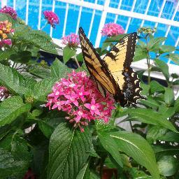 SarahVerrelli's profile picture. 