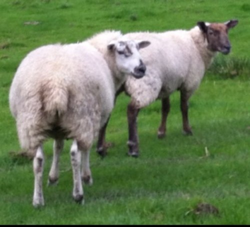 sadhippo's profile picture. Following ........baaa!.......baaaa!