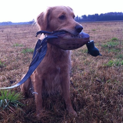 Jung_jaeger's profile picture. voorjager, trainer van de 3 golden retrievers, voetballer, kickbokser, karateka, opleiding commercieel design, feestbeest, gamer | never show your fear |