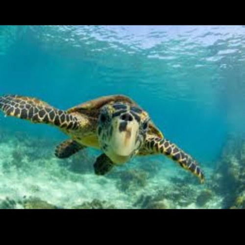 BccsTortuga's profile picture. 