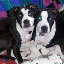 Angela Starner - @AngelaMStarner - Twitter