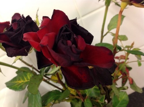 deadroselewes's profile picture. 