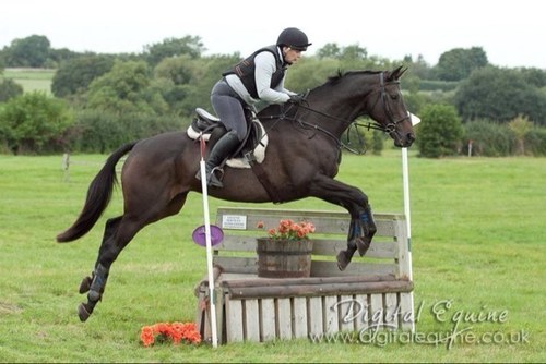 Mr Punchy was my first horse and my Twitter name celebrates him. I hope he has passed on his truly gentlemanly qualities to my current boy!