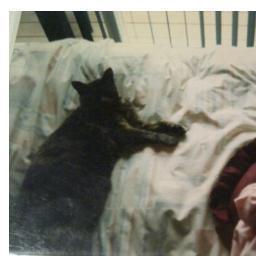 1993-2009 raised in the best family anyone could ask for miss my owner holly so much :(