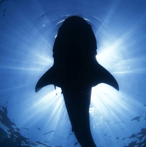 glamonlo's profile picture. I'll never regret giving more than expected, being kinder than necessary and risking more than is normal.