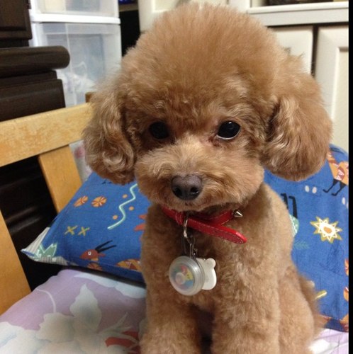 すべてのわん達🐶がしあわせでありますよーに……、願ってやまない🥹 ねこも、とりも、海洋生物も、小動物も、大型ネコ科もオオカミもハイエナもリカオンも、あと……。