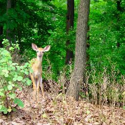 Working to stop the Nat'l Park Service from killing the deer in Rock Creek Park. Rock Creek should be a tranquil oasis, not a killing field. Photo by DCNature.