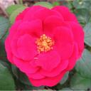 Christine Webster - @cwebster5 - Twitter