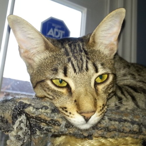 Sh3pK9's profile picture. Just a girl who loves watching sports and playing video games. Huge Miami Dolphins and San Jose Sharks fan 🦈🏒🐬🏈