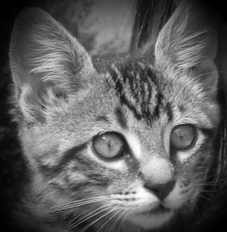 fosterthekitten's profile picture. Beneath this #fur we find a cat, and behind this #cat we find his #nucleus