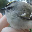 Joseph Greenfield - @Josephgreenf - Twitter