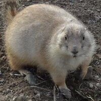 ぼいらーめいかー (@purdueaae) 's Twitter Profile
